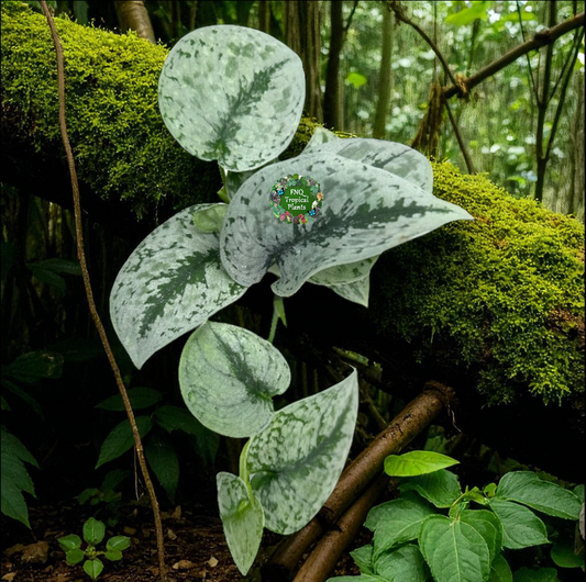 Scindapsus pictus Exotica - Best Pick of the Crop!