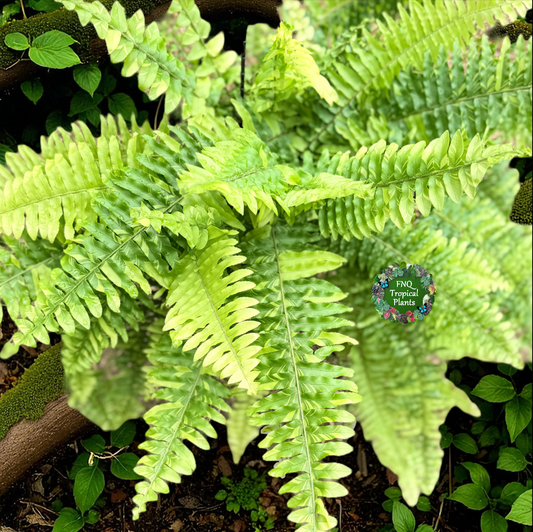 Nephrolepis exaltata 'Variegated Tiger Fern' - Best Pick of the Crop!