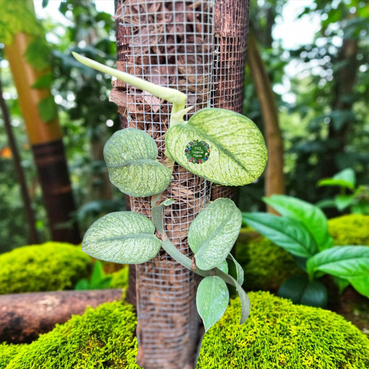 Rhaphidophora 'Hongkongensis Variegated' - Rarely offered C11