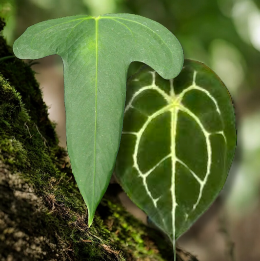 Anthurium Truncicola x Forgetii - Rarely Offered C47
