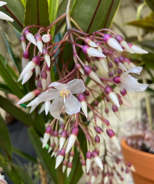 Medinilla dolichophylla 'Chandelier Plant' C30