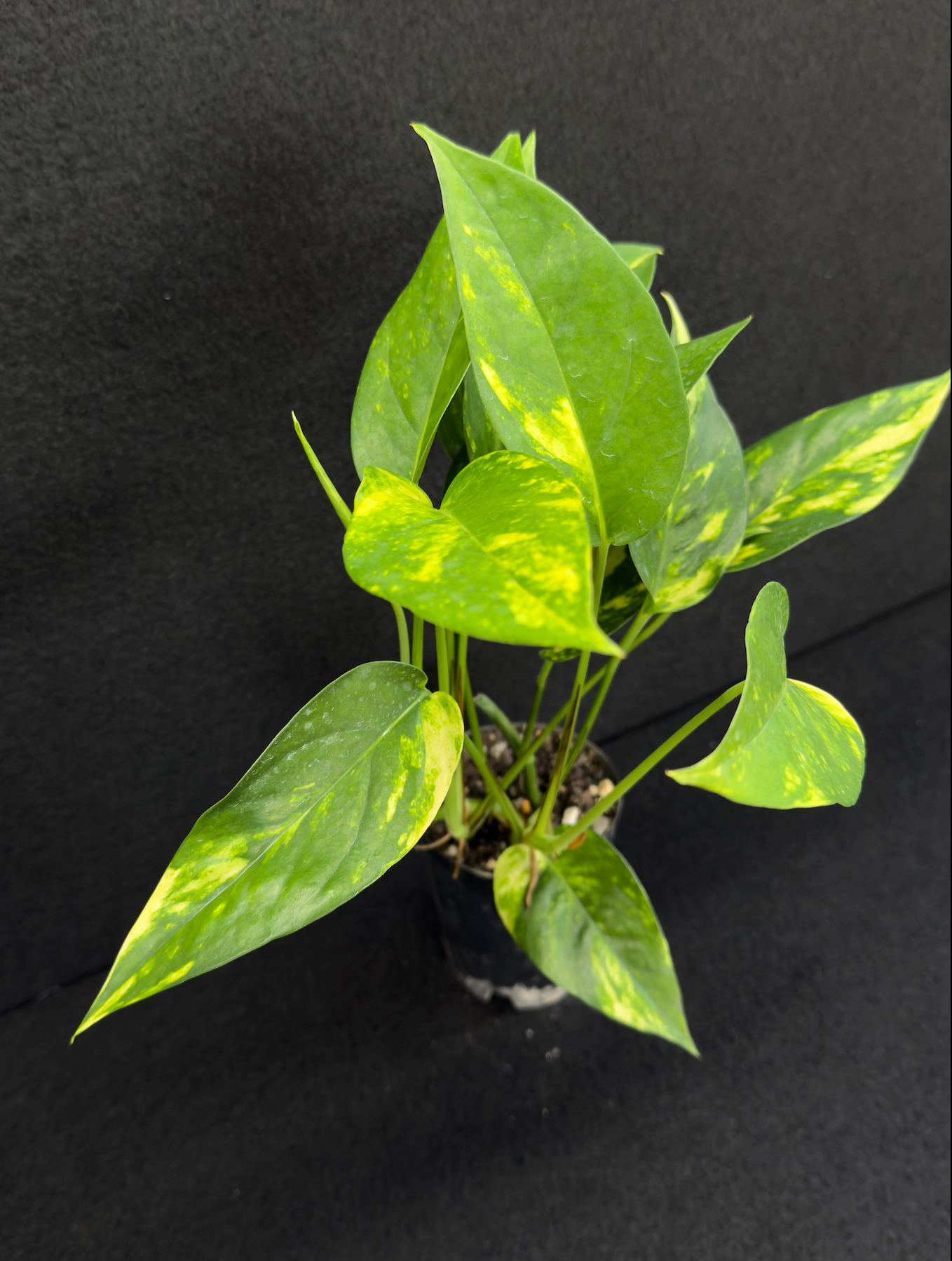 Epipremnum pinnatum Yellow Flame (Double Planted) - Best Pick of the Crop!