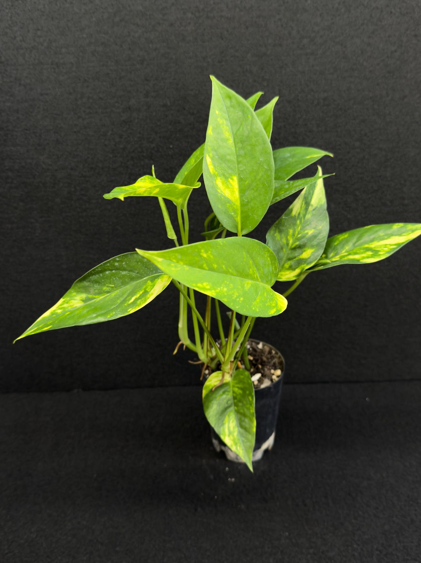 Epipremnum pinnatum Yellow Flame (Double Planted) - Best Pick of the Crop!