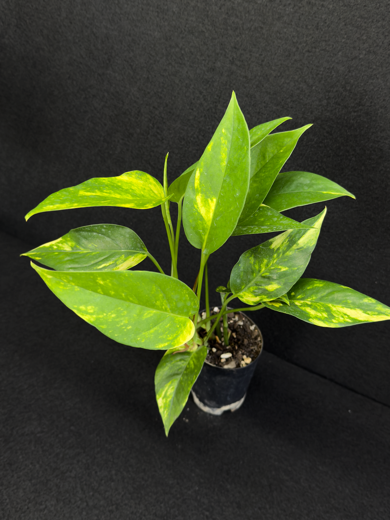 Epipremnum pinnatum Yellow Flame (Double Planted) - Best Pick of the Crop!