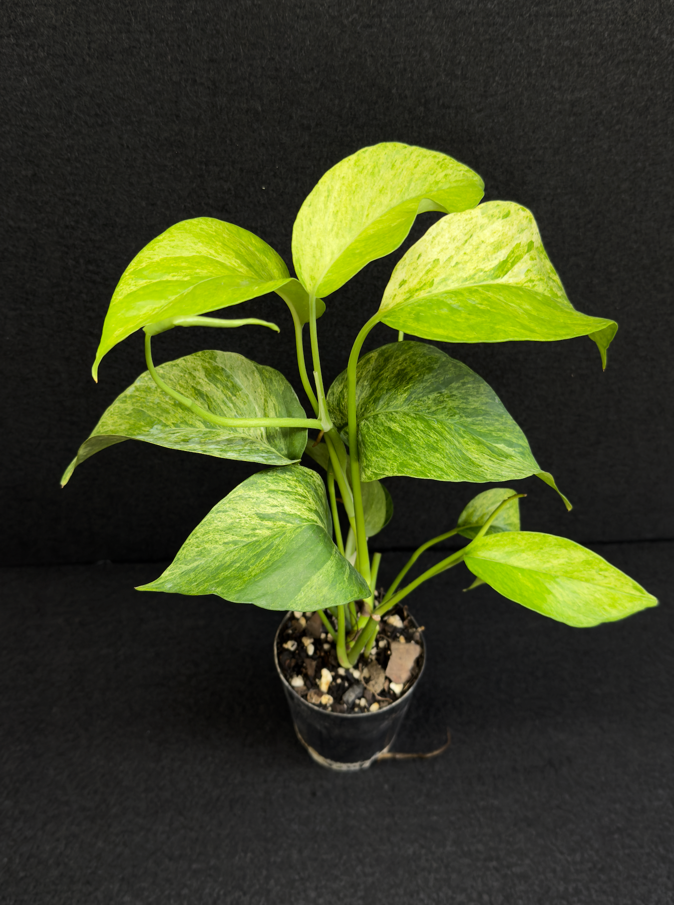 Epipremnum pinnatum 'Mint' Variegata - Best Pick of the Crop!