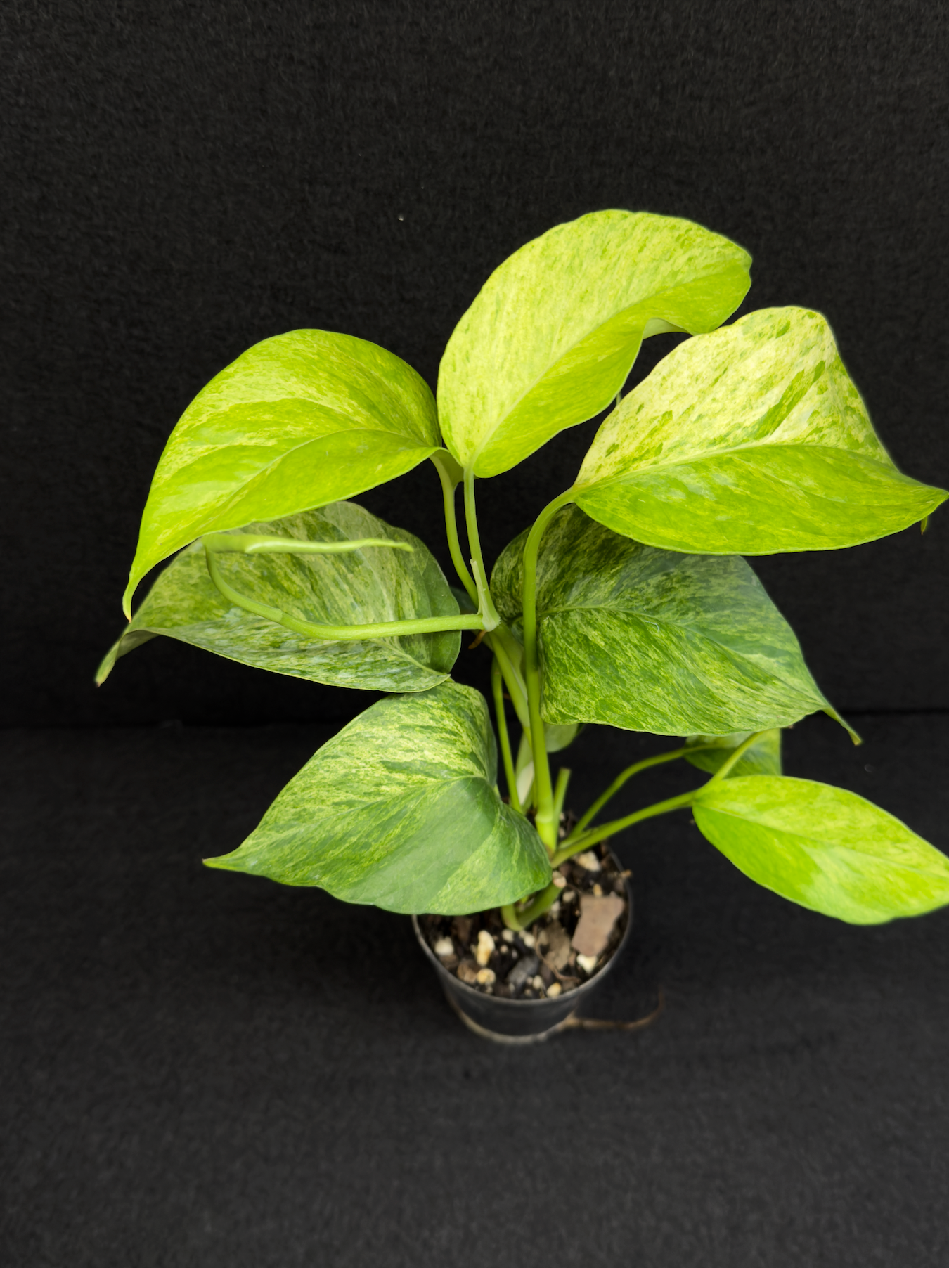 Epipremnum pinnatum 'Mint' Variegata - Best Pick of the Crop!