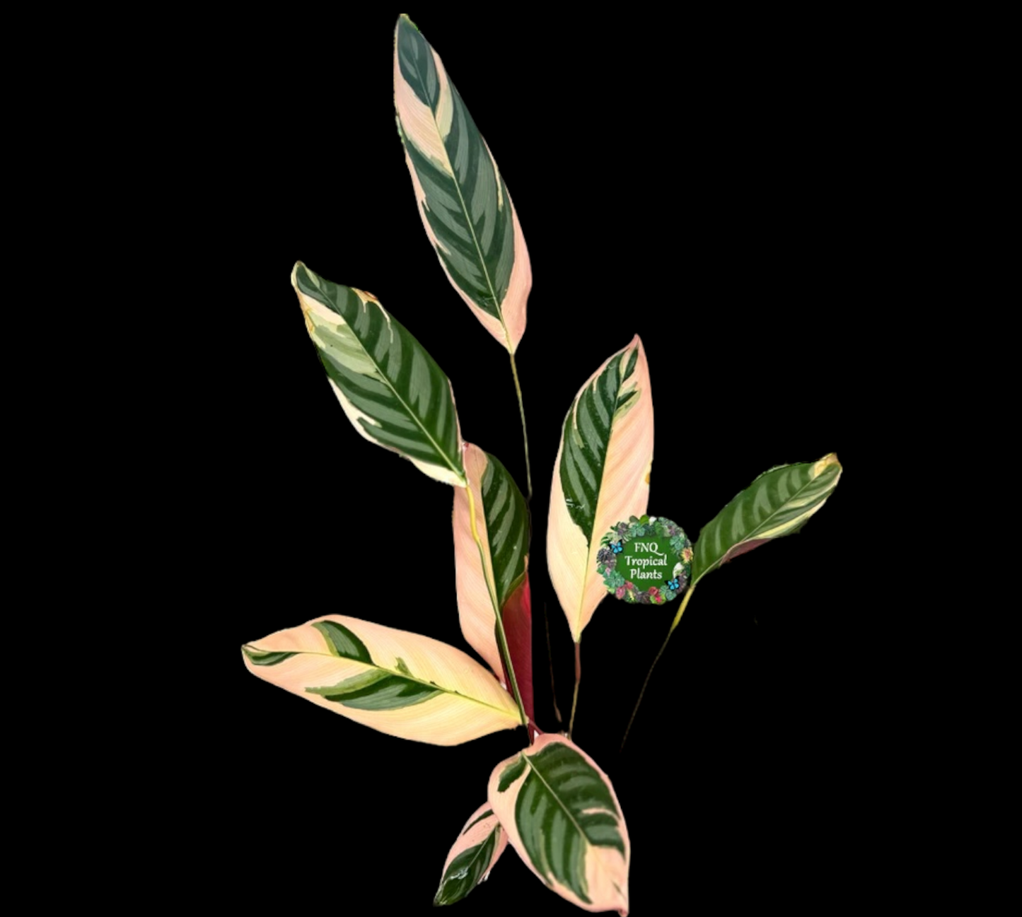 Ctenanthe Tricolour - Best Pick of the Crop.