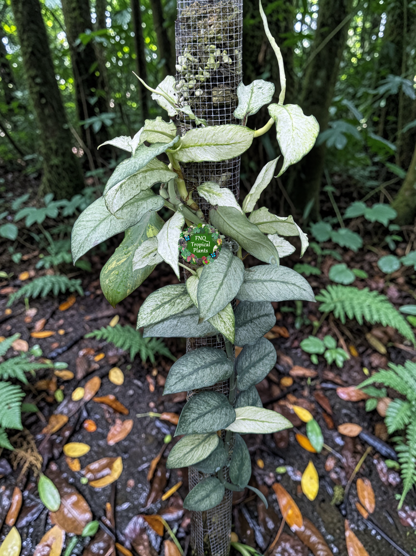 Rhaphidophora hongkongensis 'Mint' G28