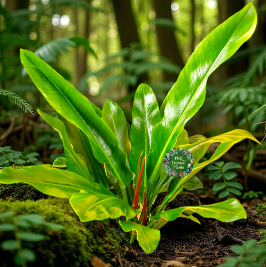 Philodendron 'Ruizii' - Best Pick of the Crop!
