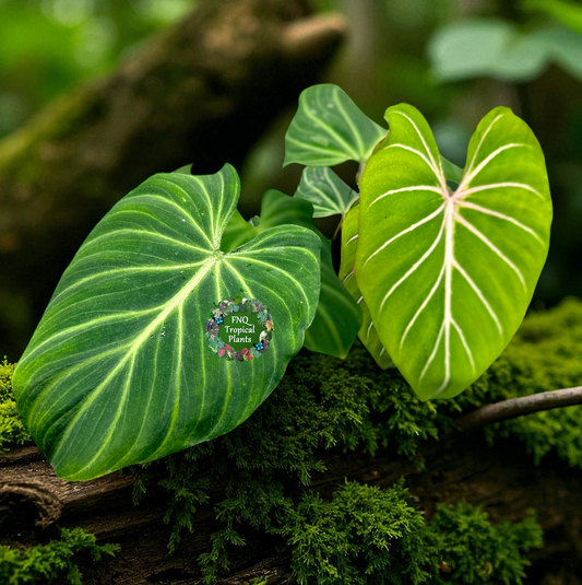 Philodendron Gloriosum Hybrid - Best Pick of the Crop!