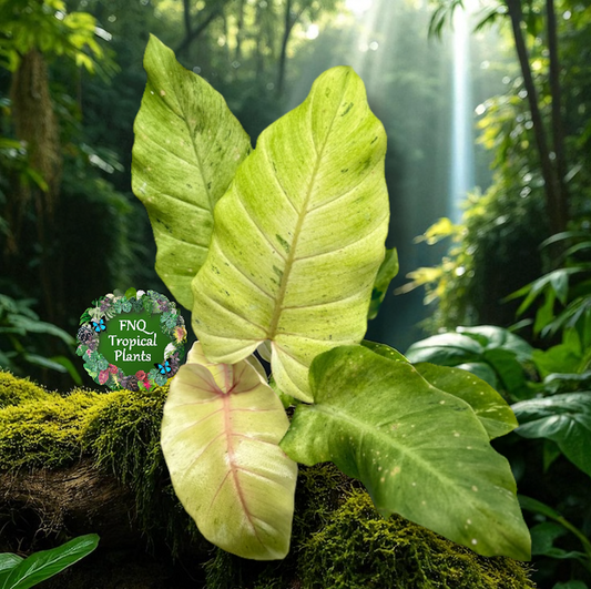 Philodendron Snow Drift - Best Pick of the Crop!