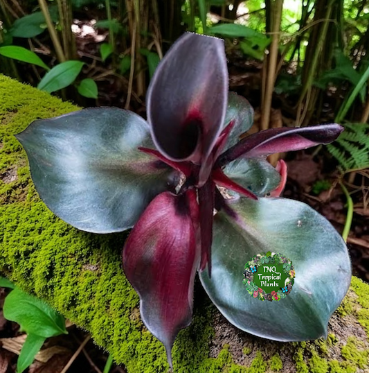 Philodendron Red Heart - Best Pick of the Crop!