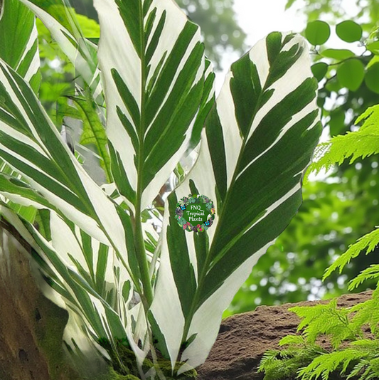 Alpinia vittata 'Variegated Striped Narrow Leaf Ginger' - Best Pick of the Crop!