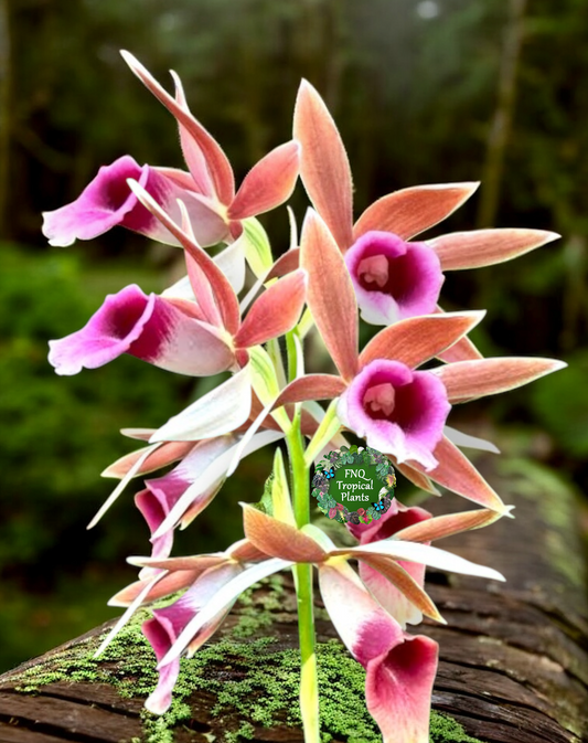 Phaius australis - Giant Swamp Orchid - Best Pick of the Crop!
