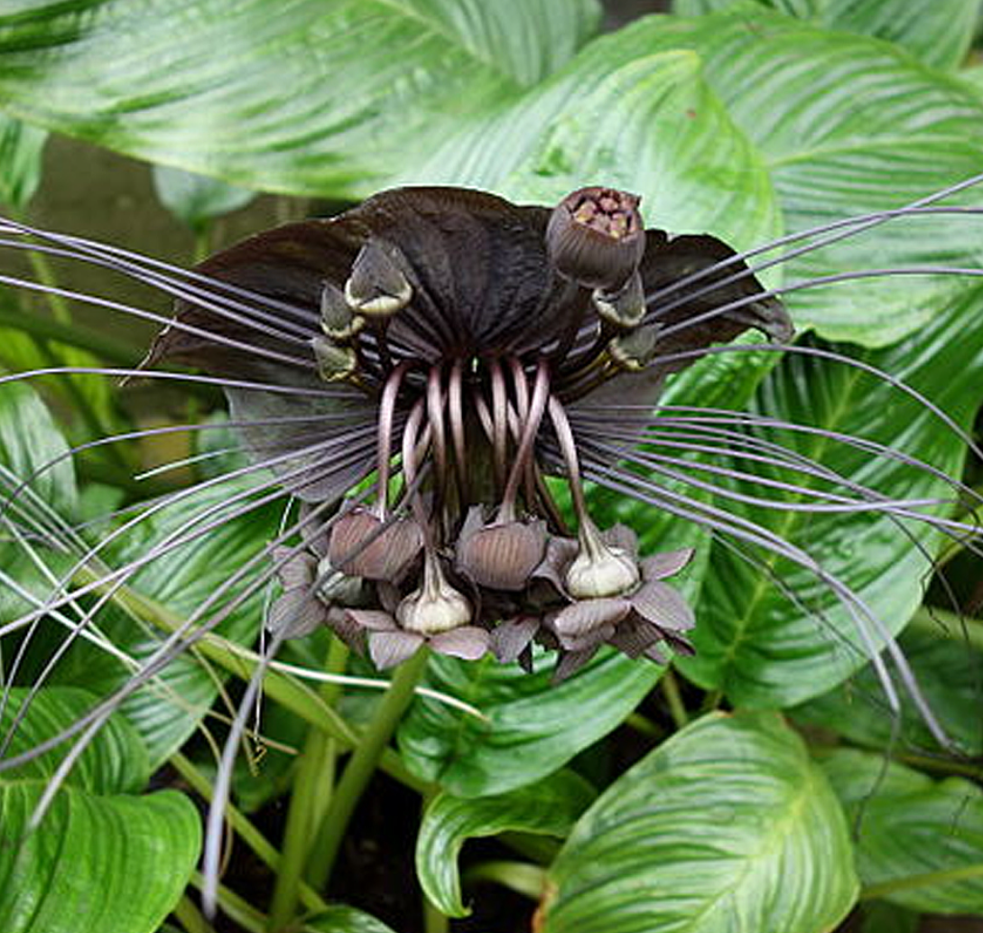 Tacca chantrieri 'Black Bat Plant' P67