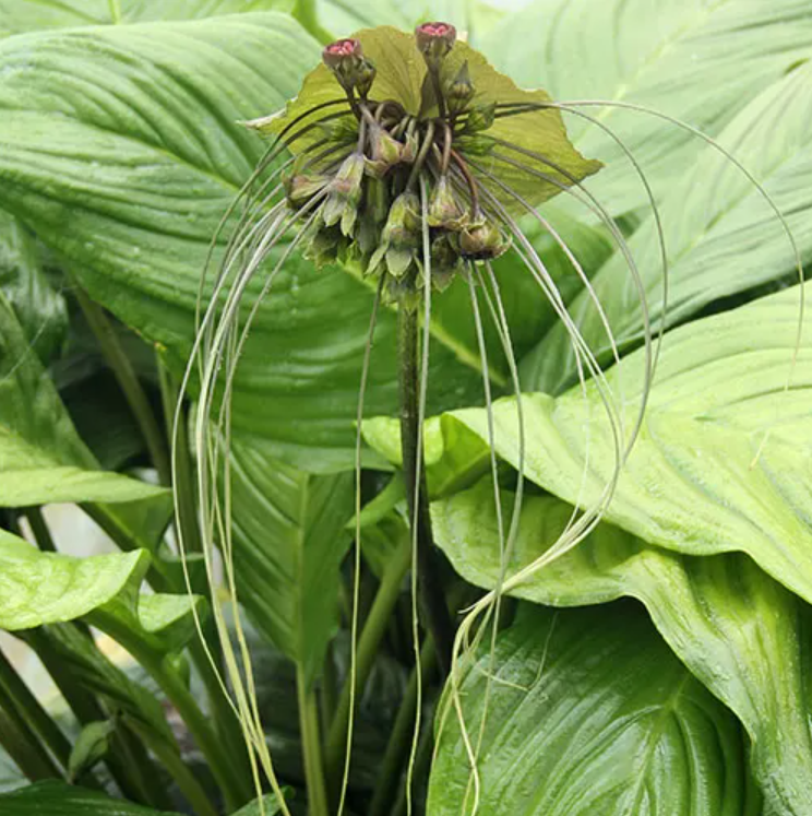 Tacca chantrieri 'Green Isle' P68