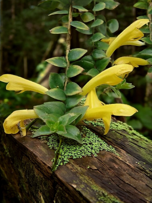 Columnea mercure - Yellow Lipstick Plant - Best Pick of the Crop!