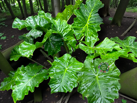 Alocasia macrorrhizos 'Low Rider' - Best Plant in Stock.